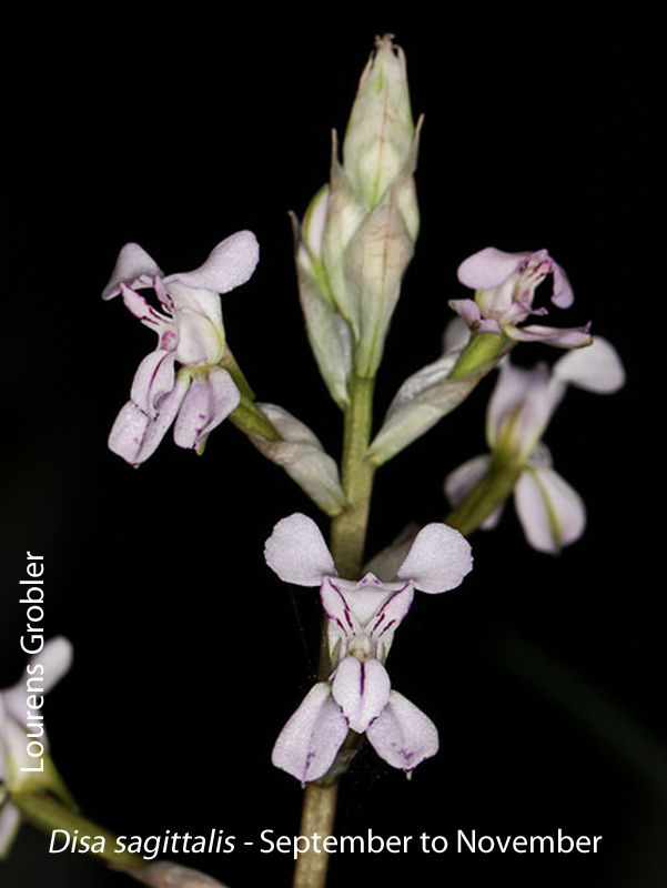 Disa sagittalis by Lourens Grobler