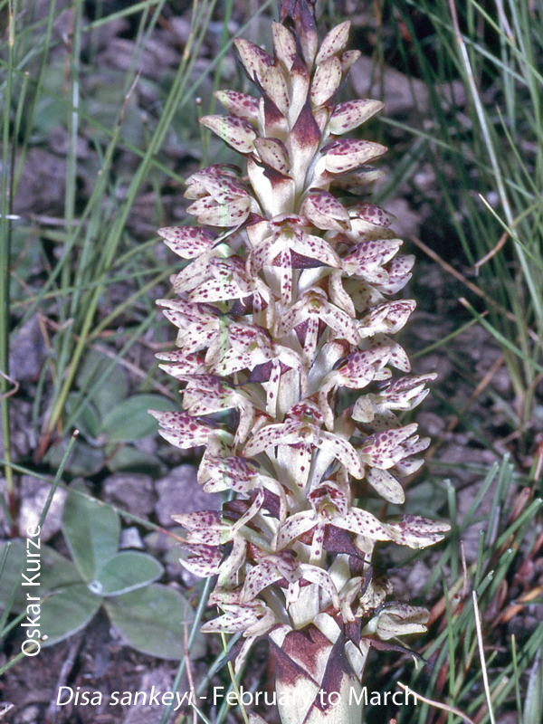 Disa sankeyi by Oskar Kurze