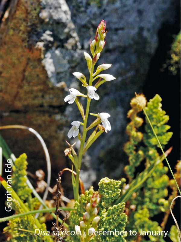 Disa saxicola by Gerrit van Ede