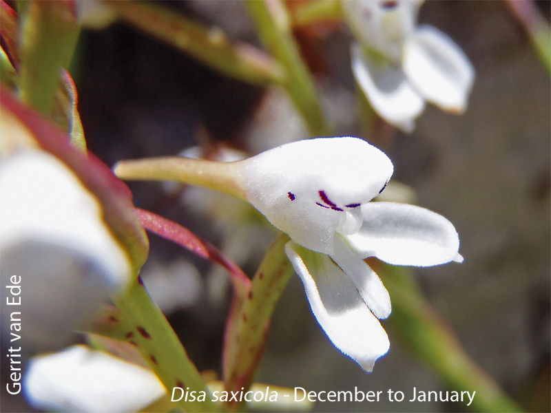 Disa saxicola by Gerrit van Ede