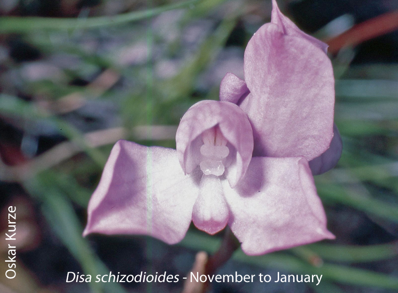 Disa schizodioides by Oskar Kurze