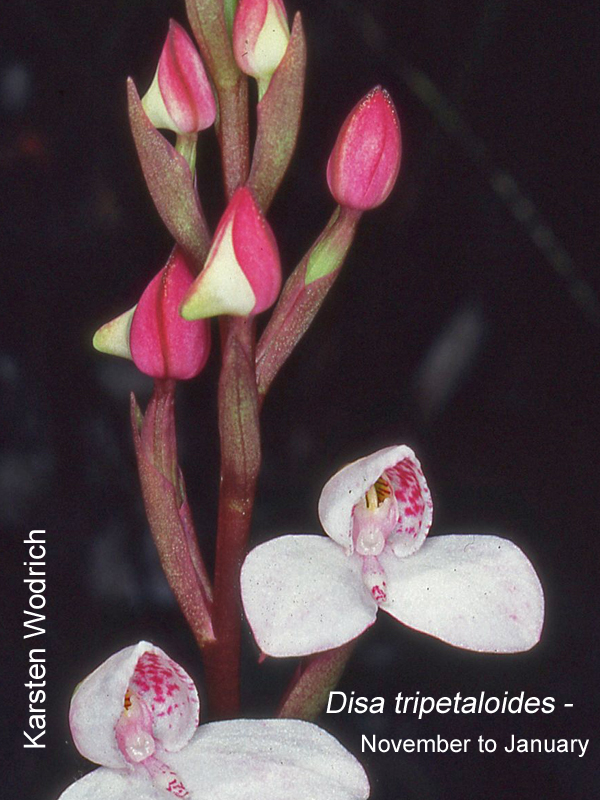 Disa tripetaloides by Karsten Wodrich