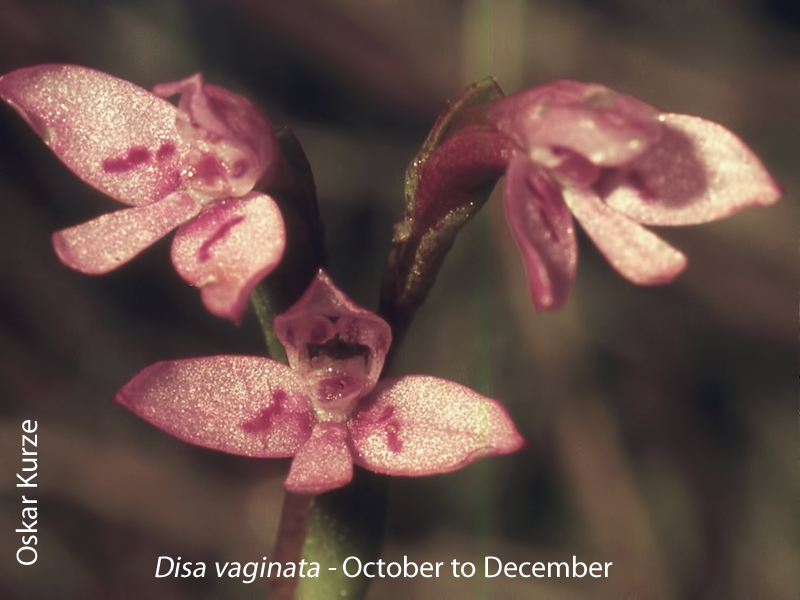 Disa vaginata by Oskar Kurze