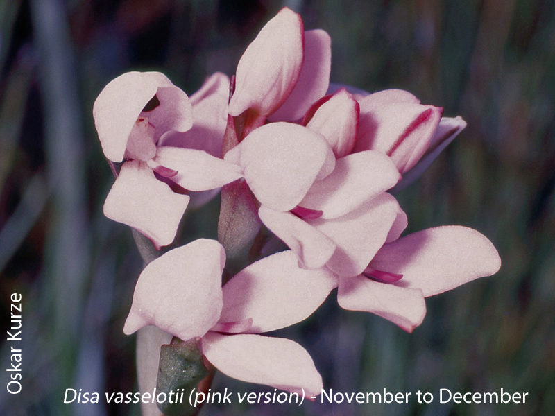 Disa vasselotii by Oskar Kurze