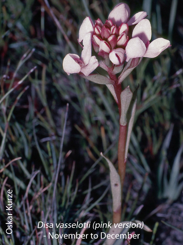 Disa vasselotii by Oskar Kurze