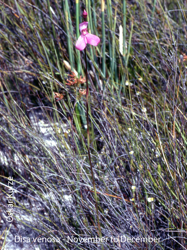 Disa venosa by Oskar Kurze