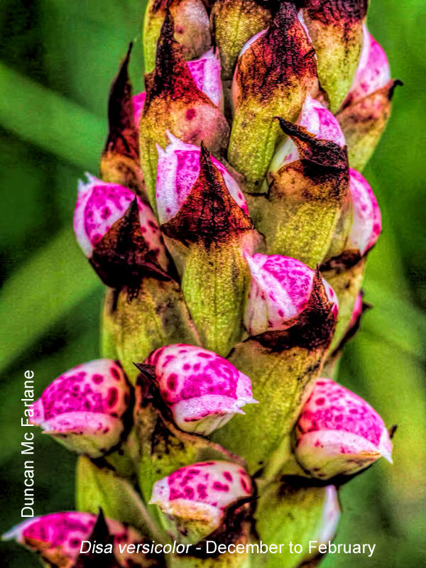 Disa versicolor by Duncan McFarlane