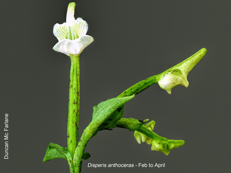 Disperis anthoceras by Duncan McFarlane