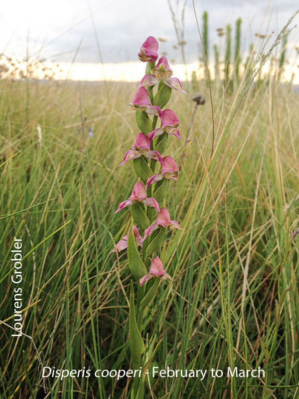 Disperis cooperi by Lourens Grobler