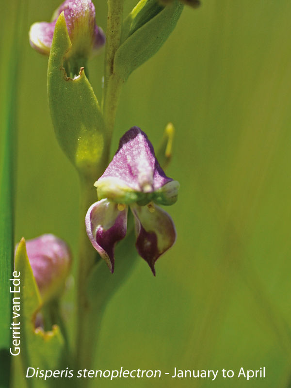 Disperis stenoplectron by Gerrit van Ede