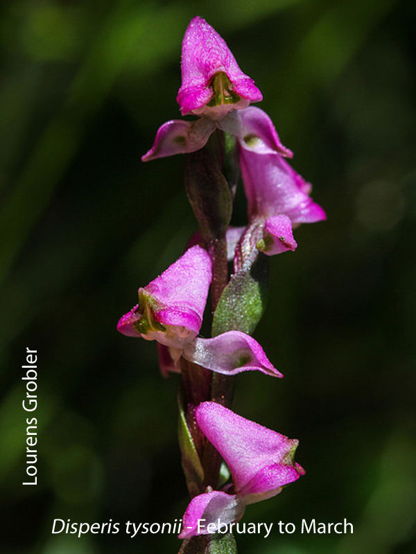 Disperis tysonii by Lourens Grobler