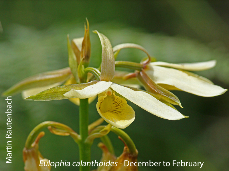 Eulophia calanthoides by Martin Rautenbach