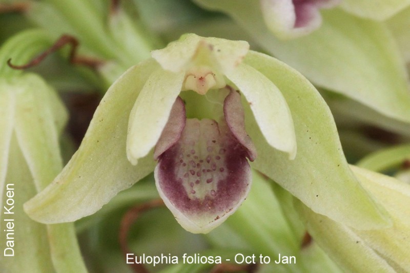 Eulophia foliosa by Daniel Koen