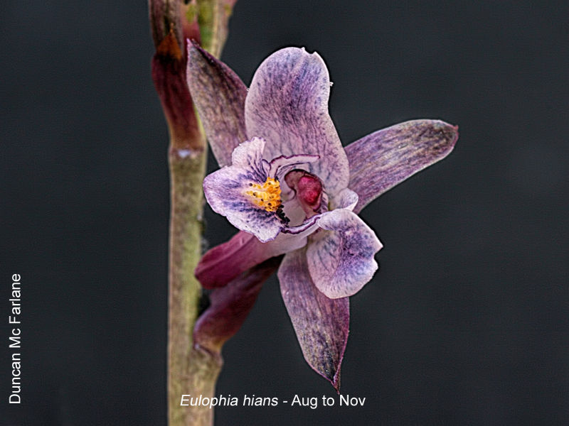 Eulophia hians by Duncan McFarlane