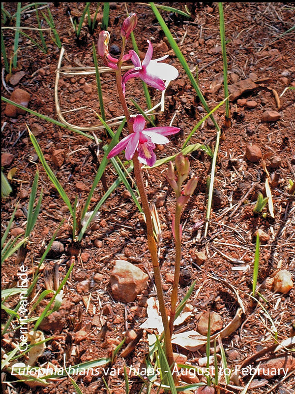 Eulophia hians var. hians by Gerrit van Ede