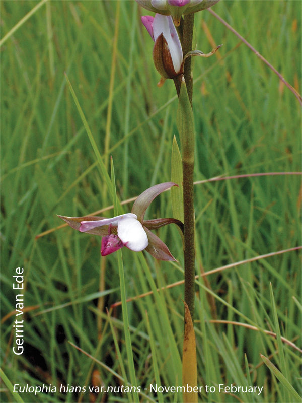 Eulophia hians var. nutans by Gerrit van Ede