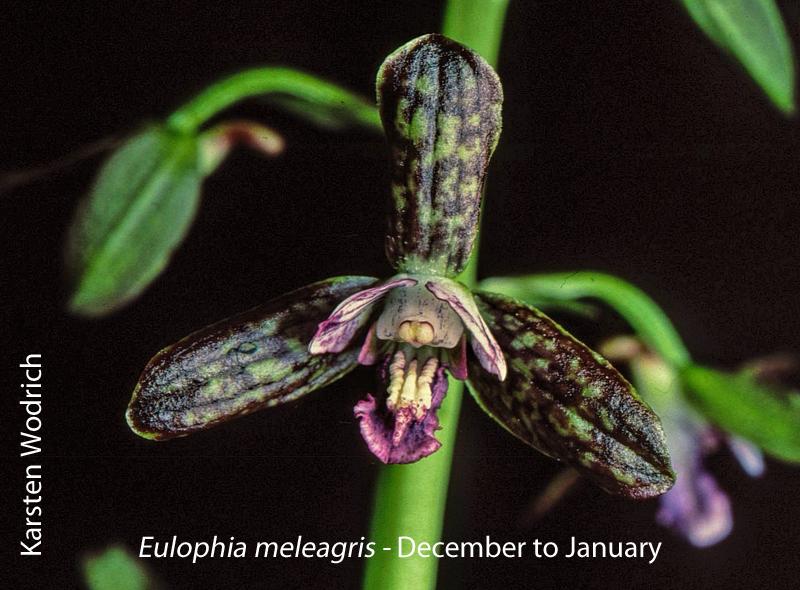 Eulophia meleagris by Karsten Wodrich