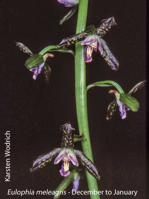 Eulophia meleagris by Karsten Wodrich