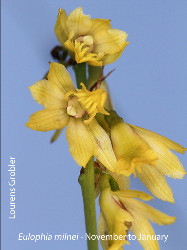 Eulophia milnei by Lourens Grobler