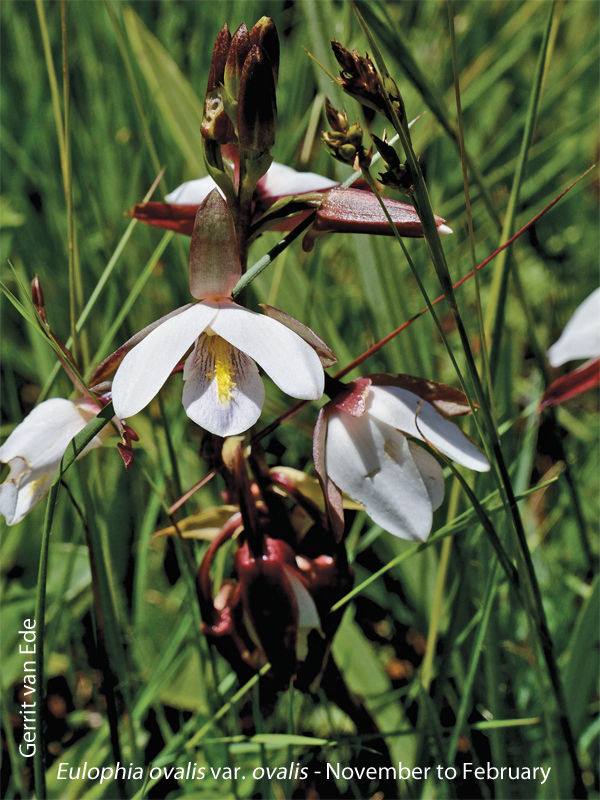 Eulophia ovalis var ovalis by Gerrit van Ede