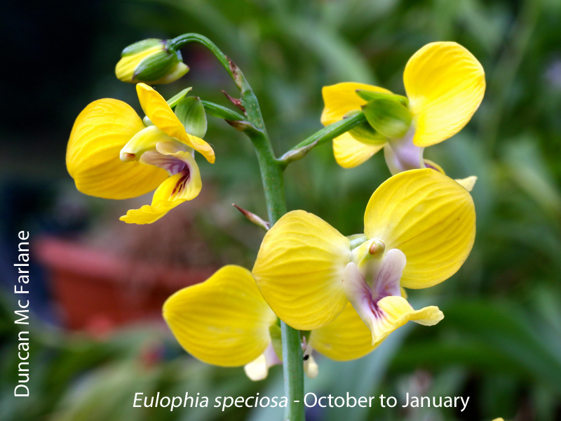 Eulophia speciosa by Duncan Mc Farlane
