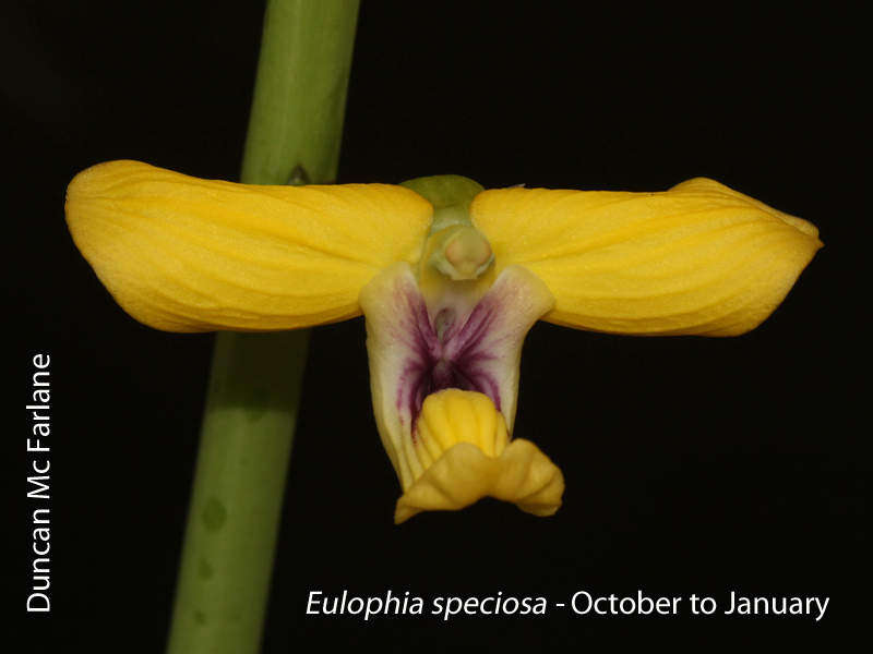 Eulophia speciosa by Duncan Mc Farlane