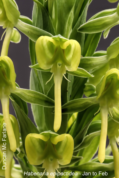 Habenaria epipactidea by Duncan McFarlane