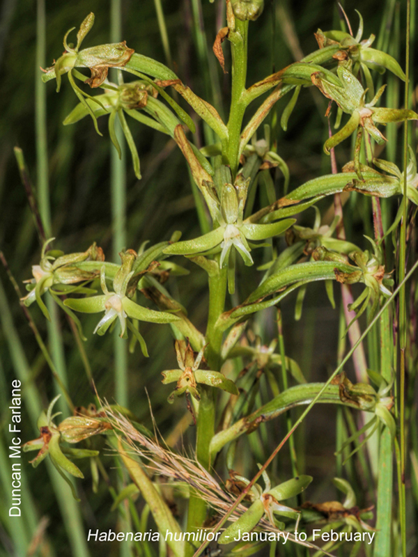 Habenaria humilior by Duncan McFarlane