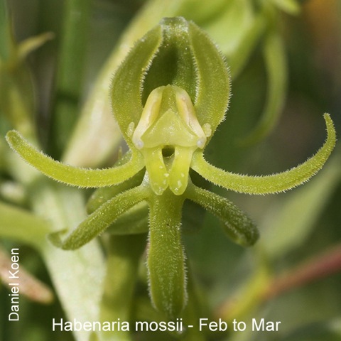 Habenaria mossii by Daniel Koen