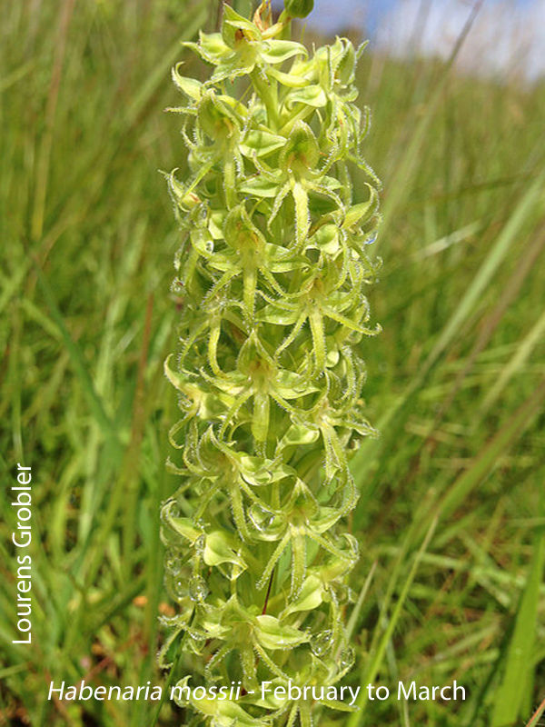 Habenaria mossii by Lourens Grobler