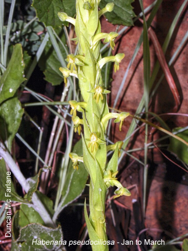 Habenaria pseudociliosa by Duncan McFarlane