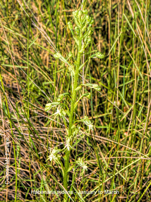 Habenaria tridens by Duncan McFarlane