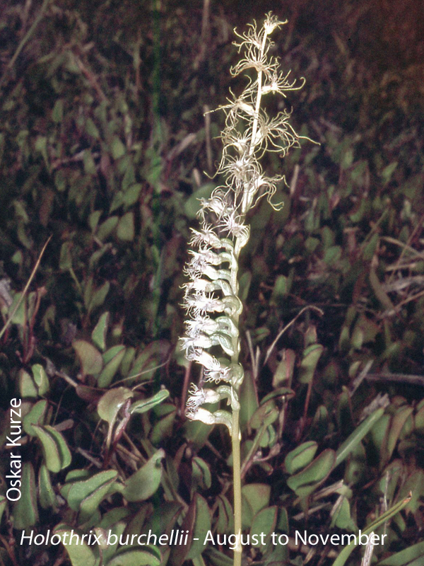 Holothrix burchellii by Oskar Kurze