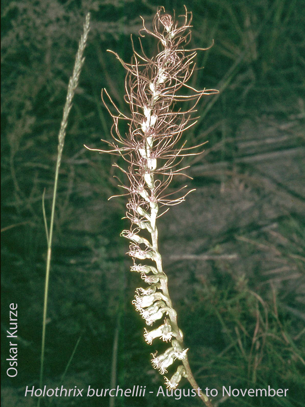 Holothrix burchellii by Oskar Kurze