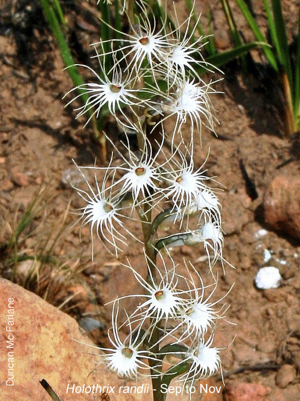 Holothrix randii by Duncan McFarlane
