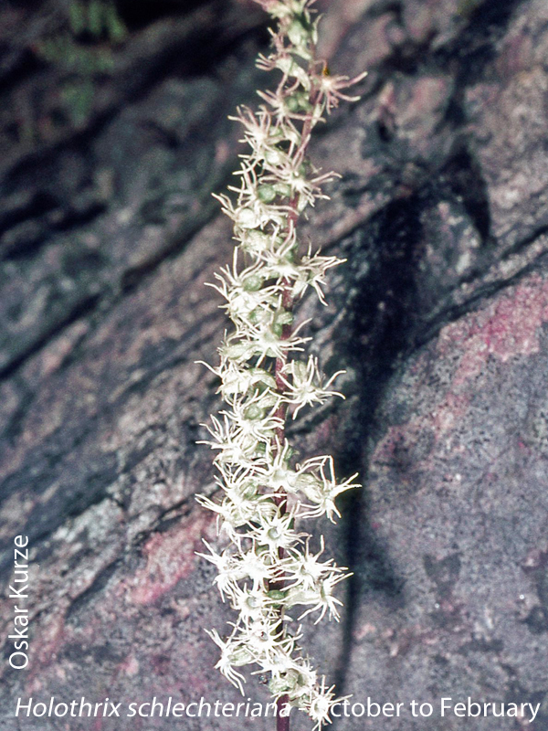 Holothrix schlechteriana by Oskar Kurze