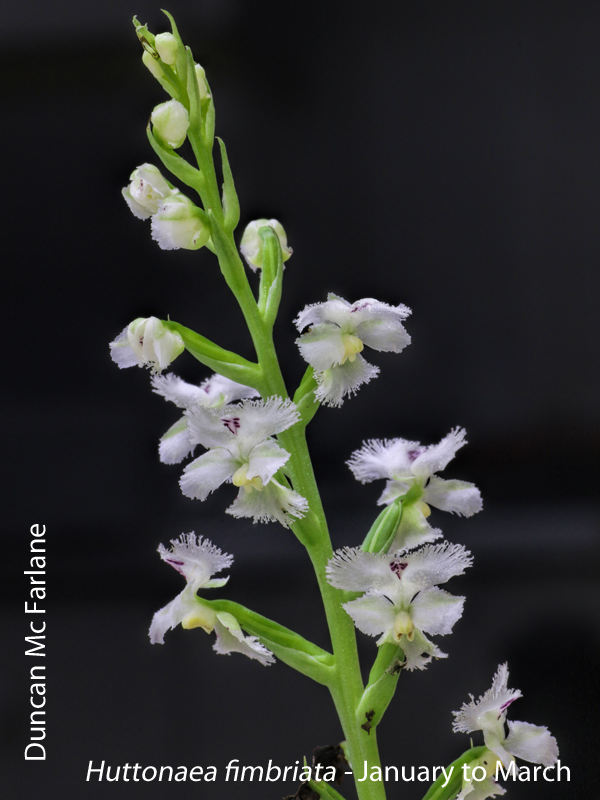 fimbriata