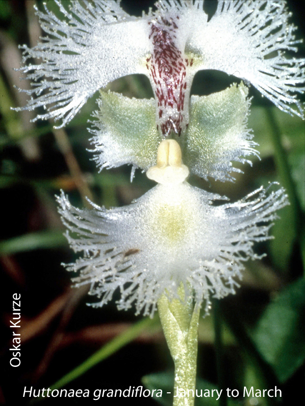 Huttonaea grandiflora by Oskar Kurze