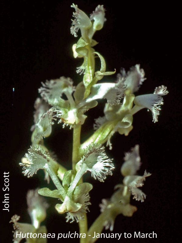 Huttonaea pulchra by John Scott
