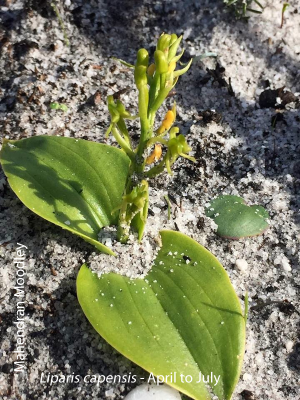capensis
