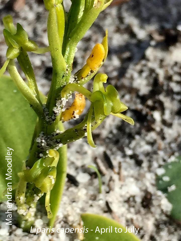 capensis
