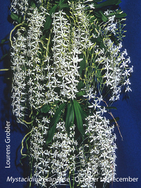 Mystacidium capense by Lourens Grobler 