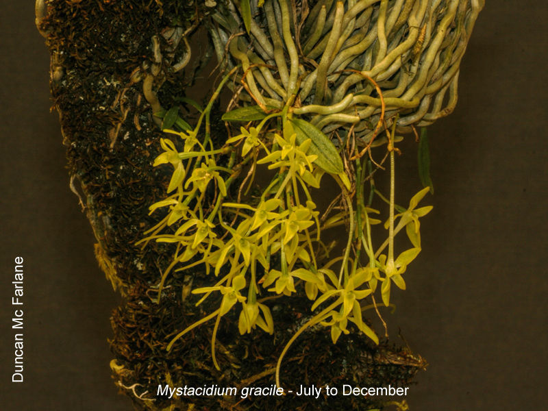 Mystacidium gracile by Duncan McFarlane