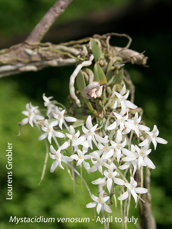 Mystacidium venosum by Lourens Grobler