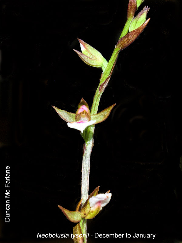 Neobolusia tysonii by Duncan McFarlane