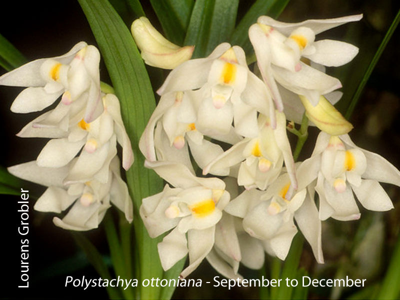 Polystachya ottoniana by Lourens Grobler 