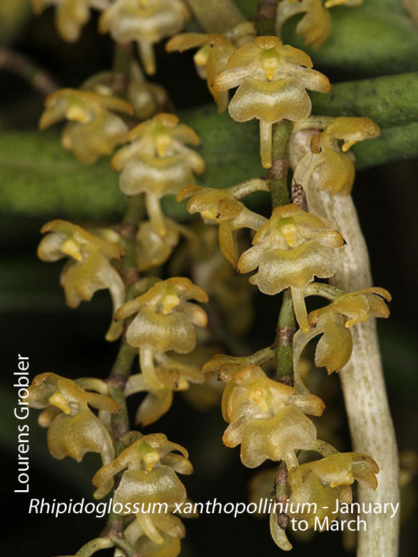 Rhipidoglossum xanthopolinium by Lourens Grobler