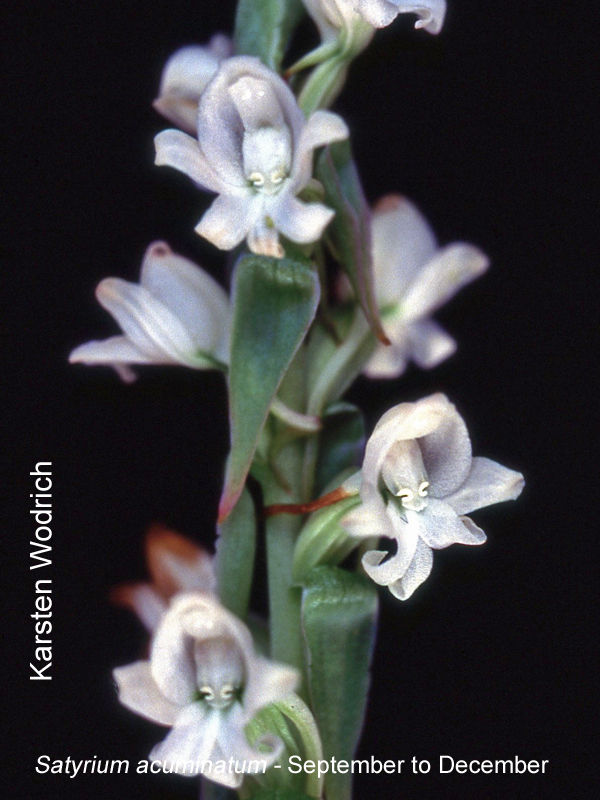 Satyrium acuminatum by Karsten Wodrich 01