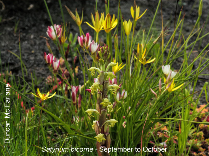 Satyrium bicorne Duncan McFarlane