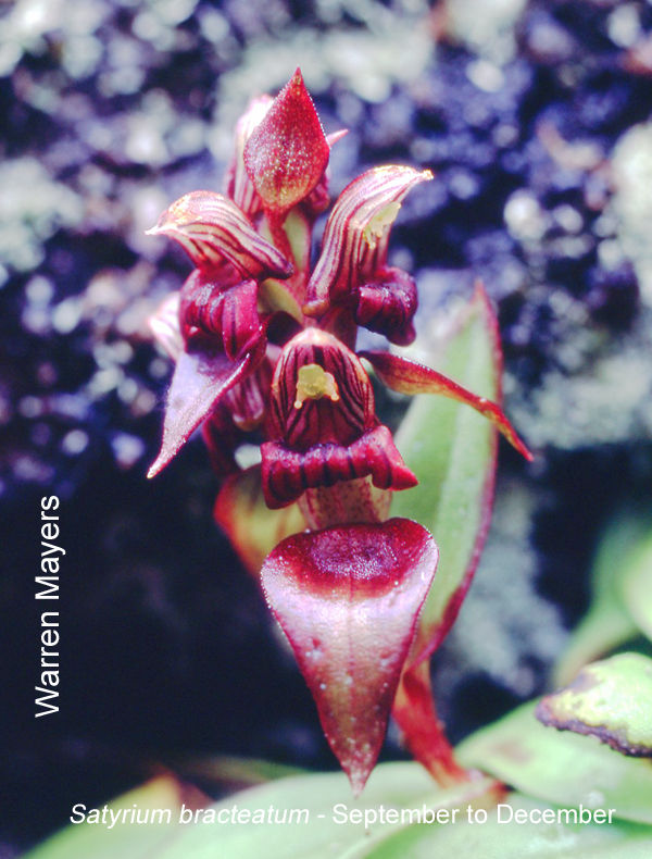 Satyrium bracteatum by Warren Mayers